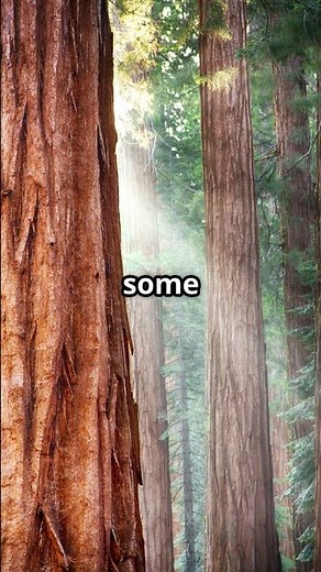 Which Tree Is Taller Than a Building?