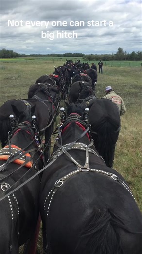 Starting a Big Horse Hitch: Essential Tips and Techniques