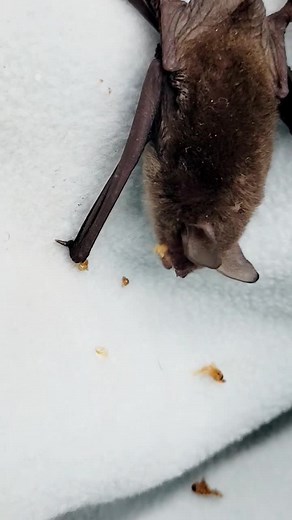 2K views · 655 reactions | Bat feeding time for the Florida Evening Bat | Little Bit Wildlife Rescue | Facebook