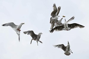 Why Do Seagulls Steal People’s Food? Scientists Explain Reason Birds Swipe Snacks