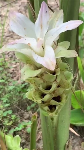 Amazing and spiritual || Haldi Plant Flowers Blooming #shorts #shots #short