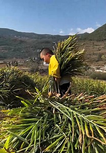 461K views · 7.8K reactions | Hardworking little kids helping out | Handy Dandy | Facebook