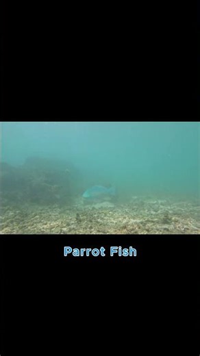 Parrot Fish