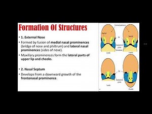 Development of Nose | Embryology, Nasal Processes & Congenital Anomalies #anatomy #medical #lecture