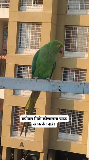 17K views · 311 reactions | Neeta Kumbhar on Reels | Facebook