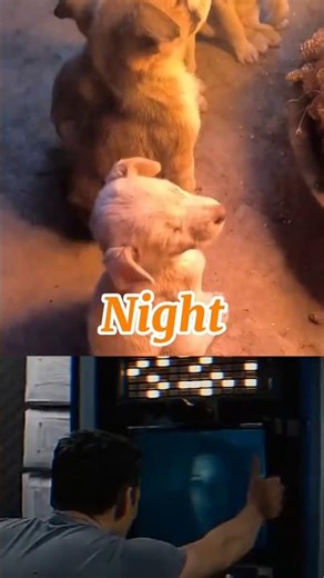 Sad dog moments Time can never be brought back... #dog #dogshorts #shorts