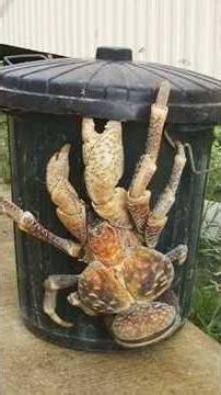 What is a Coconut Crab? Looks like an Alien