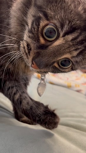 Ivar the INCREDIBLE blind cat on Instagram: "Mystery solved  #spoiledrottencat #spayandneuteryourpets #catmom #meowmix #lovemycat #catvideos . . . #mainecoonsofinstagram #cats #imperfectlyperfect #instafamous #catsofinstagram #catoftheday #weeklyfluff #cats_of_instagram #rescuecats #texascats #kitty #neko #gato #kowka #猫 #ねこ"