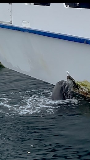 Sea Lion’s Sneaky Bait Tank Buffet in Mission Bay! | Philip Friedman