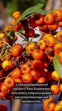 10 Think About Hackberry.