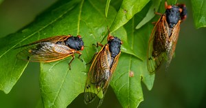 Cicada expert explains what to expect when Brood XIV emerges in Massachusetts