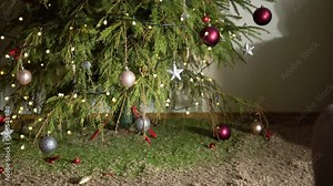 Christmas tree with dried up spikes falling all over the carpet. Dead fir tree, floor covered by thorns after holiday season.