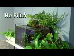 Das filterlose Aquarium an der Wand im Update und andere Geschichten aus dem Garnelenzimmer