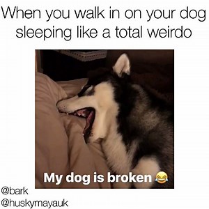 Typical dingus behavior. Original vid via Husky Maya UK | BARK