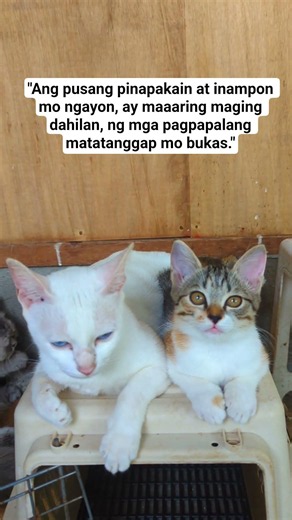 Hari nawa pusa ang maging biyaya para sa mga taong nag aalaga ng pusa.