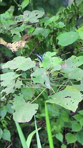 Common Jay Butterfly (Graphium doson) #butterflies #bluebutterfly #insects