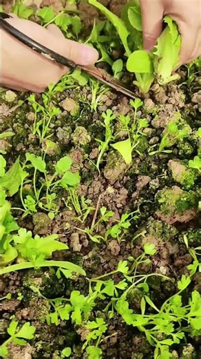 Harvesting fresh lettuce by carefully cutting the base of the plant from the soil with garden shears