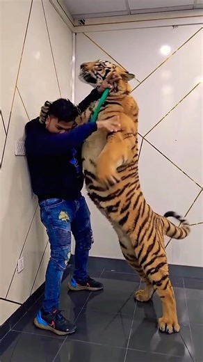 Sher Ha Billi Nahi💯😱😱💪 | Nouman Hassan |#lion #animals #ytshorts#tiger#ytshorts #liontiger