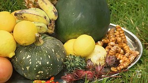 Taste of the Tropics - Gardening Australia