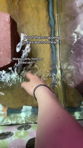 Snapping Turtle Nail Trimming | Exotic Reptile Care