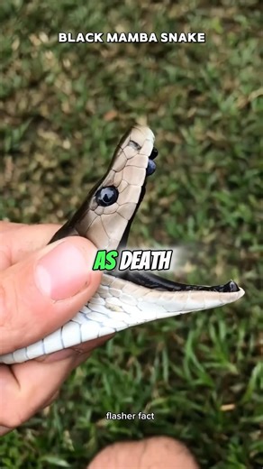 Black Mamba — The Fastest and Most Dangerous Snake 🐍