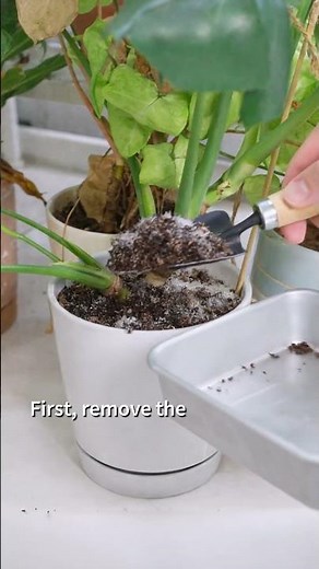 How to Get Rid of Soil Fungus Fast 🌿#soil #fungusgnats #houseplants #shorts