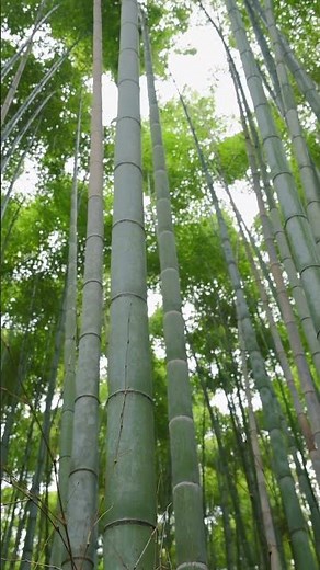 Arashiyama, Kyoto: The Bamboo Forest That Sings | Wonders of the World
