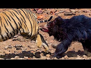 10 Most Epic Wild Animal Fights Caught on Camera - Predators in action