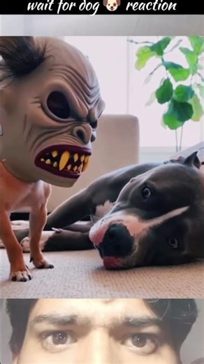 Dog Mask Wala Scene 😂 | Chhota Dog Aaya Aur Bada Dog Dar Gaya