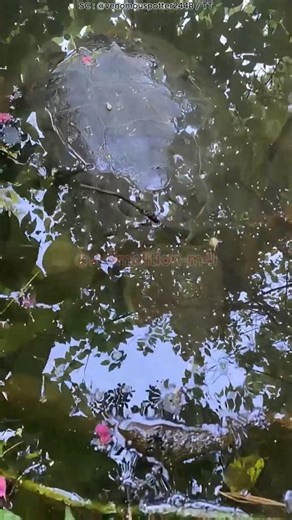 Don’t Touch This "Worm" Underwater! 🐢🛑