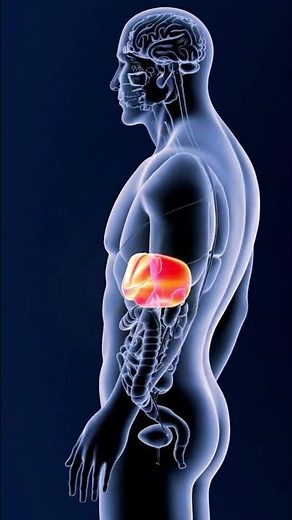 Kupffer Cells: Defenders of the Liver's Immune System | SGK English