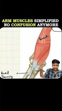Arm Muscles