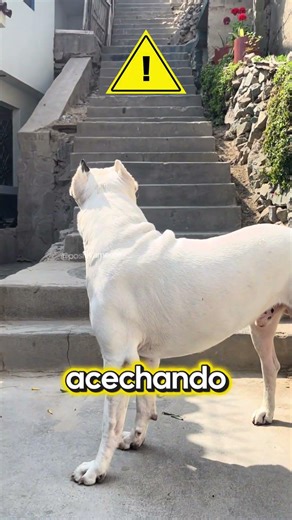 Dogo argentino vs 3 perros callejeros