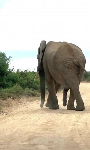 Unique Elephant Bull with Five Legs | Amazing Wildlife Sight