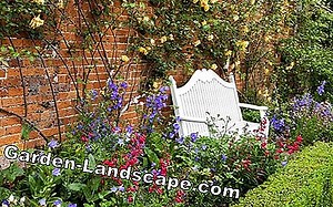 Plants: Evergreen shrubs for shady and sunny gardens | 2025