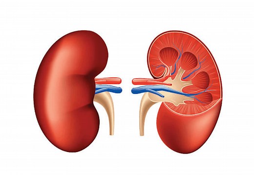 FENa (Fractional Excretion of Sodium) Calculator - [100% Free] - Calculators.io
