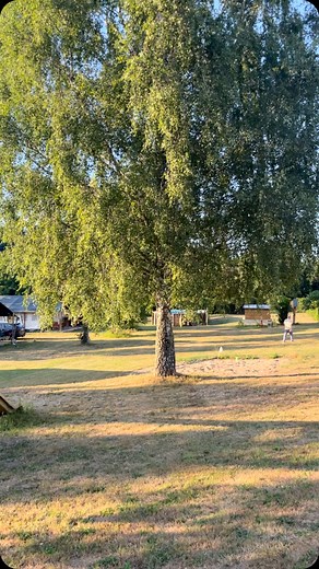 De zomer barst los! En iedereen scharrelt lekker rond op onze camping. Leuk dat jullie er zijn! Kom je ook gezellig even langs? @vivre_sortir_crozonsurvauvre @tourisme_pays_george_sand @chateaurouxberrytourisme @natuurcampings @stichtingvrijerecreatie @charmecampings #camping #frankrijk #natuur #fietsen #kamperen #wandelen #charme #safaritent #chalet #camper #tent #caravan | Camping Fausto