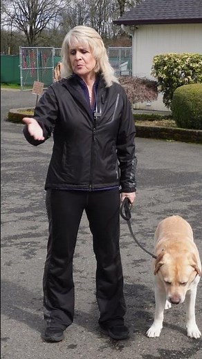 Easy Ways to Calm Your Dog Before a Walk