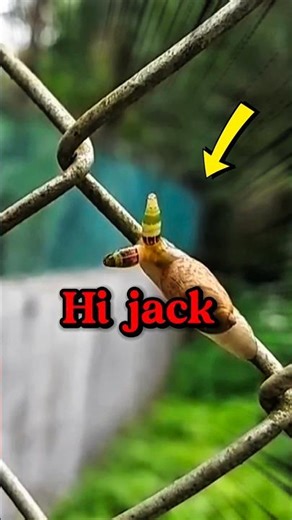 Zombie snail ☠️😱 #shortsfeed #shorts #shortsindia #viral #viralshorts #amanzingfacts #facts