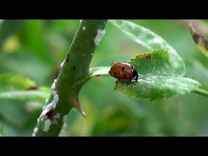 Close up of a ladybug