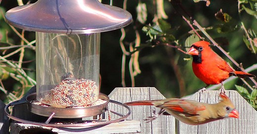 How Long Does It Take For Birds To Find A Bird Feeder - Bird Informer