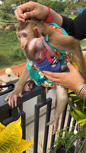83K views · 1.4K reactions | Sara So Well Take Care Of Baby Tauch #babymonkey #baby #monkey | Monkey Daily | Facebook