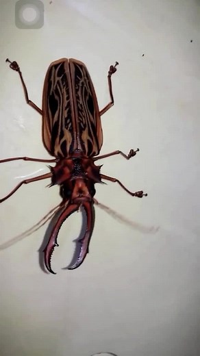 insectsmatter on TikTok
