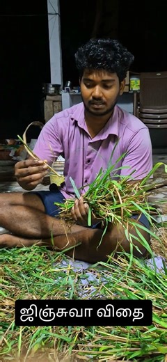 Jinjuwa Grass Farming Tamil | Fast Growing Fodder for Goats & Chickens #FodderGrass #JinjuwaGrass