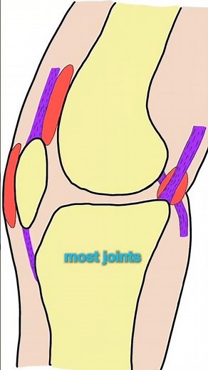 1/3 Bursitis Explained : What is a Bursa ?