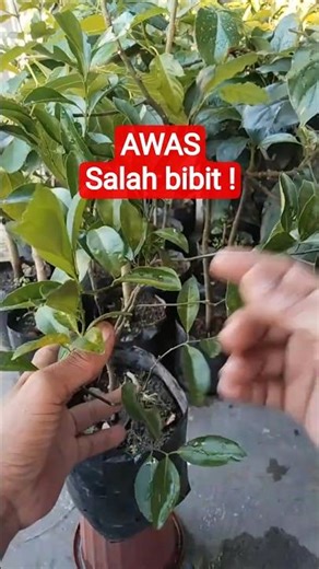 Waspada salah bibit #jeruk #live #tanaman #pertanian