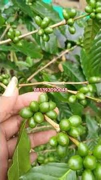 tambulampot kopi arabika berbuah lebat