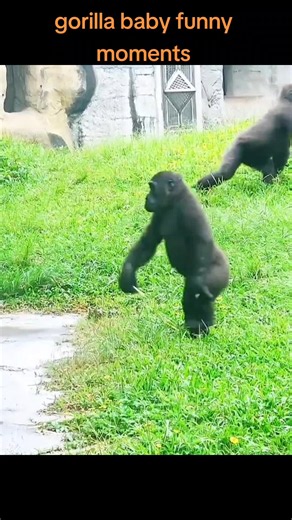 Gorilla Baby Funny Moments — Cute & Hilarious Clips