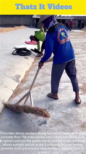 Paddy Drying Process : Sun Drying On Concrete Floor