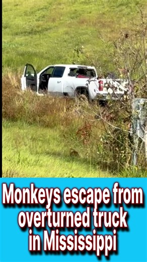 Truck full of monkeys crash California CDL